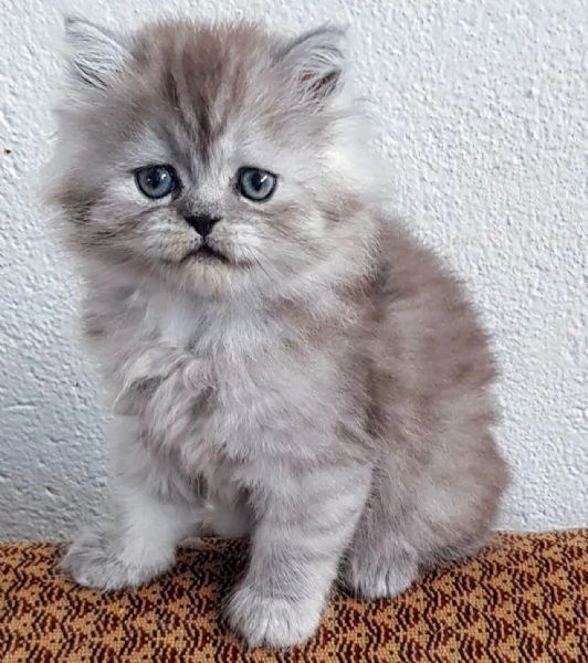 Piccola cucciola di persiani  femmina  | Foto 5