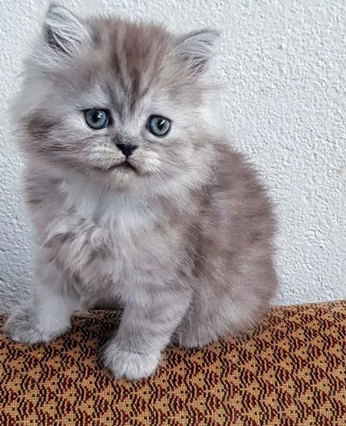 Piccola cucciola di persiani  femmina 