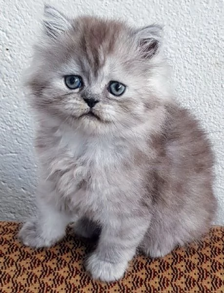 Piccola cucciola di persiani  femmina  | Foto 4