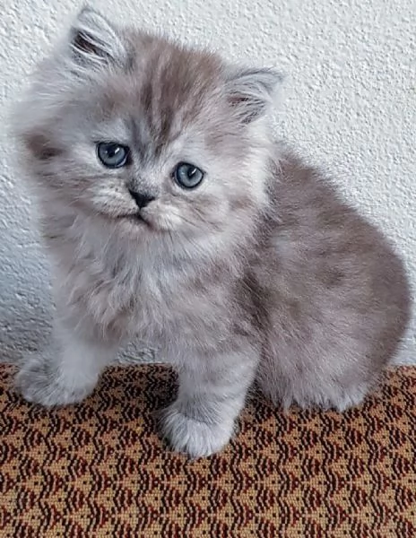 Piccola cucciola di persiani  femmina  | Foto 2