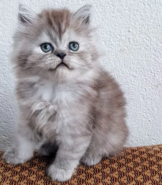 Piccola cucciola di persiani  femmina  | Foto 1