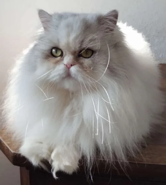 Gattina figlia gatti persiani normotipo  | Foto 1