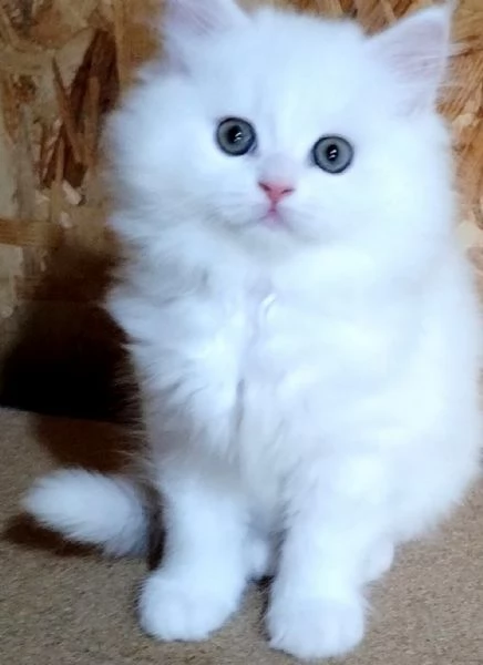 Cucciolo bianco persiani normotipici 