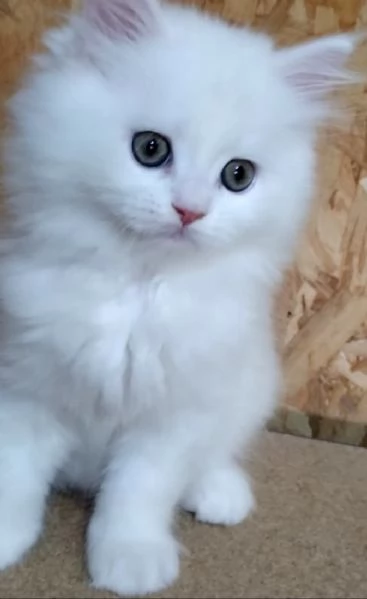Cucciolo bianco persiani normotipici  | Foto 3