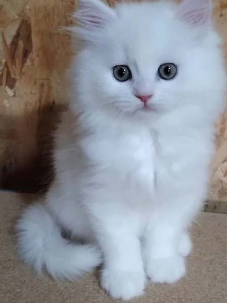 Cucciolo bianco persiani normotipici  | Foto 1