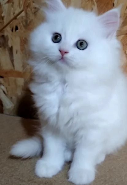 Cucciolo bianco persiani normotipici  | Foto 0