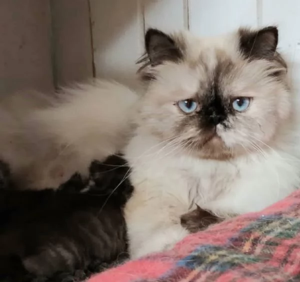 Piccolo cucciolo di persiani MASCHIO  | Foto 5