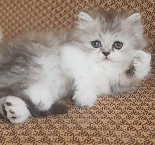 Piccolo cucciolo di persiani MASCHIO  | Foto 3