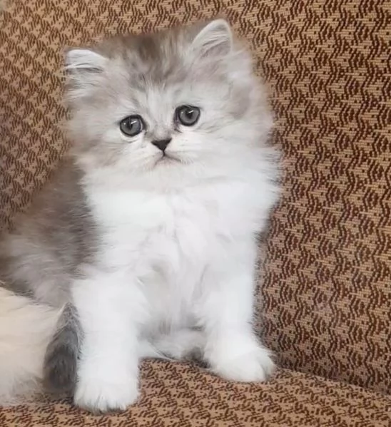 Piccolo cucciolo di persiani MASCHIO  | Foto 1