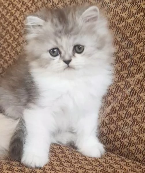Piccolo cucciolo di persiani MASCHIO  | Foto 0