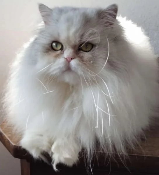 Dolce piccolo cucciolo di persiani MASCHIO  | Foto 6