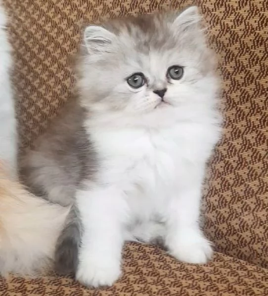 Dolce piccolo cucciolo di persiani MASCHIO  | Foto 4