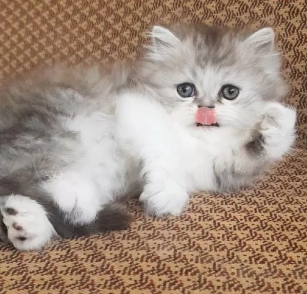 Dolce piccolo cucciolo di persiani MASCHIO 