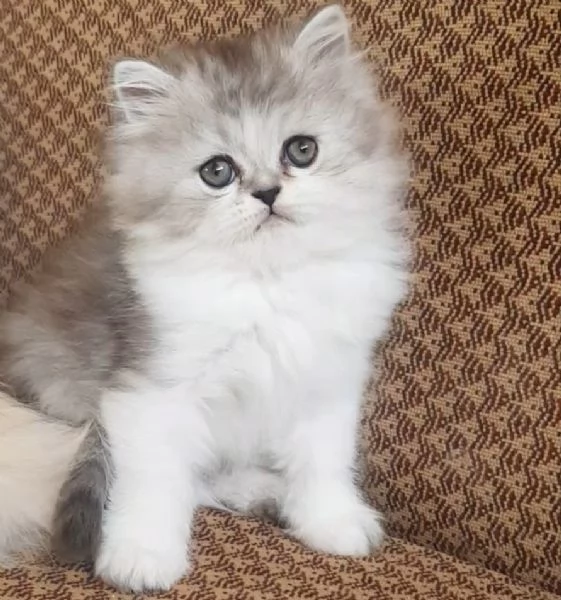 Dolce piccolo cucciolo di persiani MASCHIO  | Foto 1