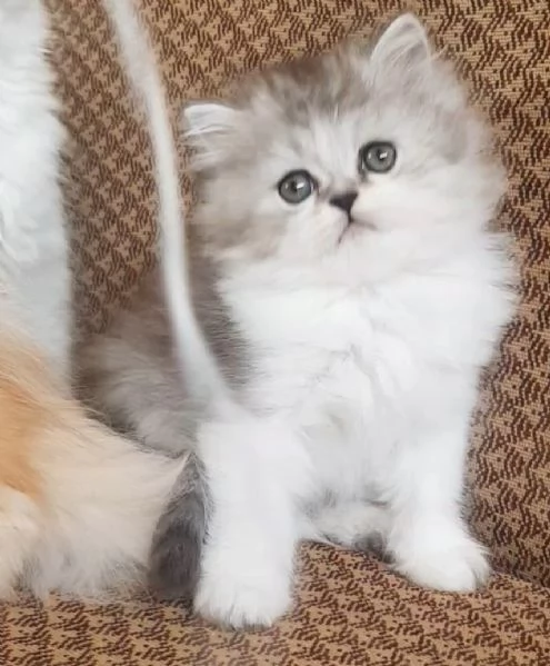 Dolce piccolo cucciolo di persiani MASCHIO  | Foto 0