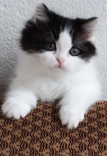 Gattina figlia di persiani normotipici  | Foto 3