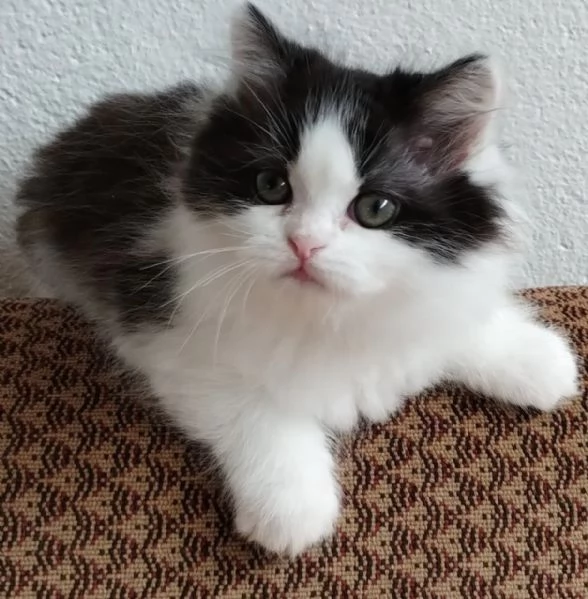Gattina figlia di persiani normotipici  | Foto 2