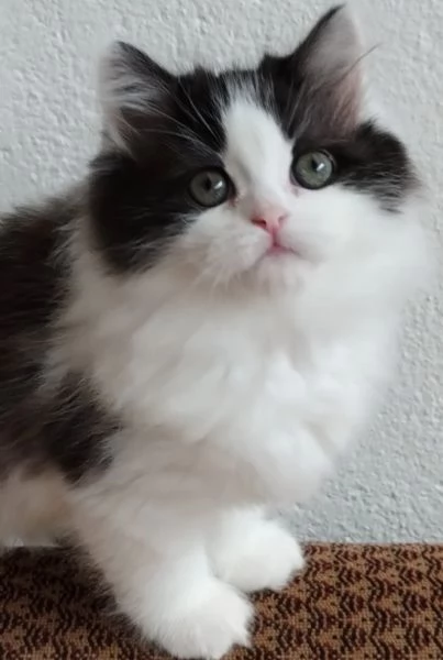 Gattina figlia di persiani normotipici 