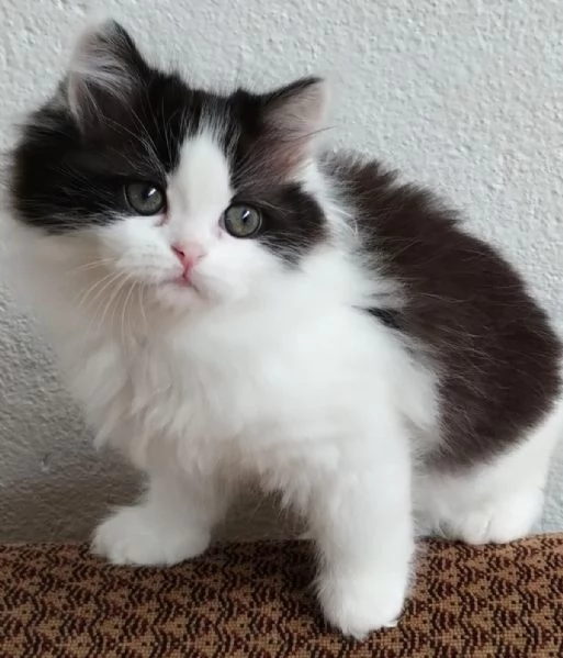 Gattina figlia di persiani normotipici  | Foto 1