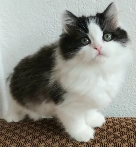 Gattina figlia di persiani normotipici  | Foto 0