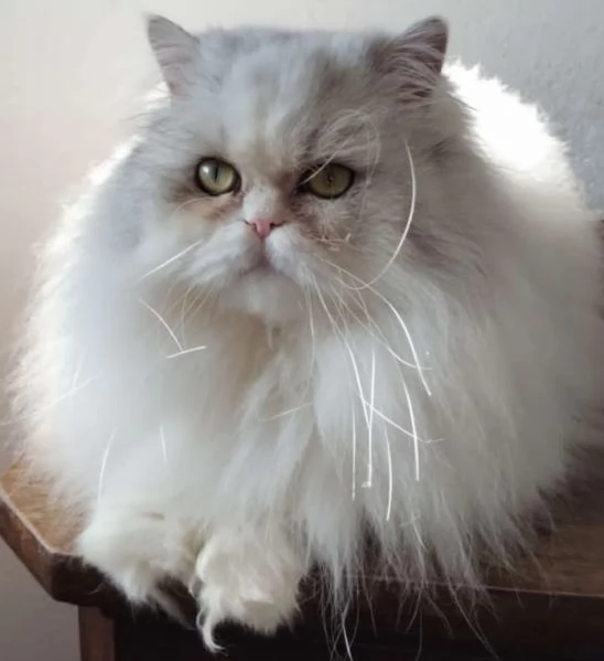 Cucciola di persiani normotipici femmina  | Foto 4