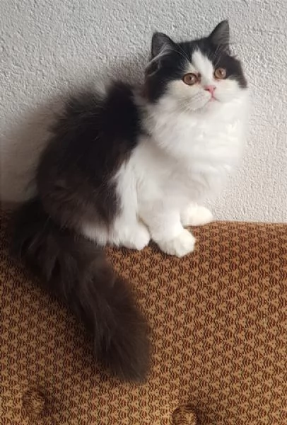 Dolce cucciola di gatti persiani normotipo femmina  | Foto 5