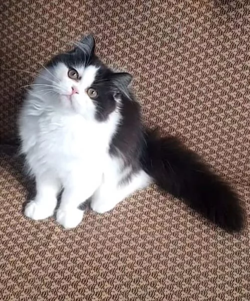 Dolce cucciola di gatti persiani normotipo femmina  | Foto 4