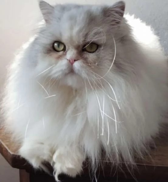 Dolce cucciola di gatti persiani normotipo femmina  | Foto 0