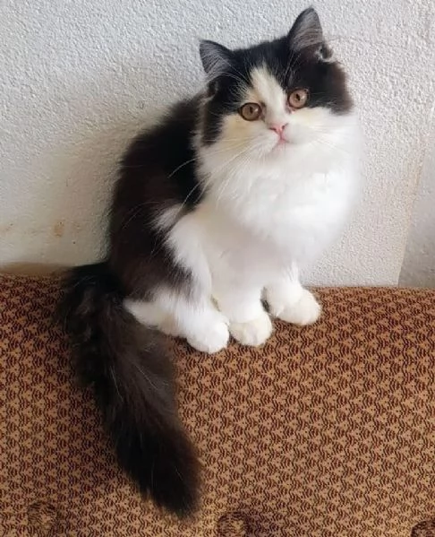 Dolce cucciola di persiani normotipici femmina 