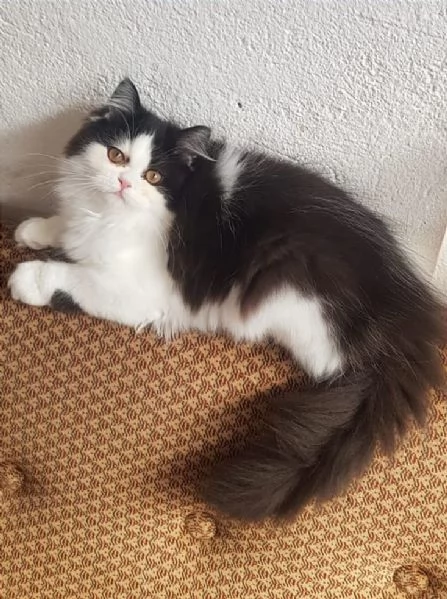 Dolce cucciola di persiani normotipici femmina  | Foto 4