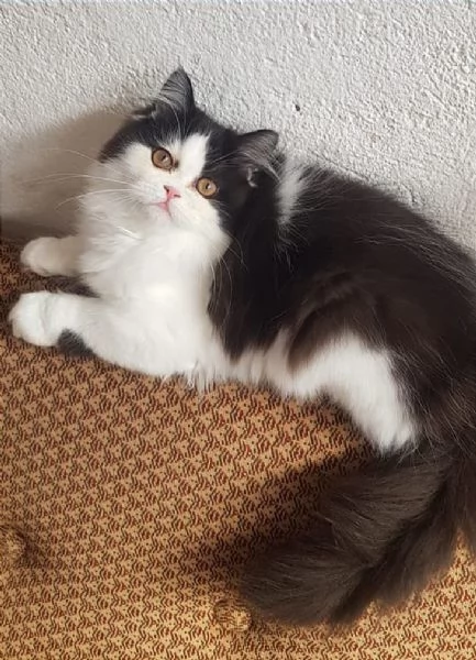 Dolce cucciola di persiani normotipici femmina  | Foto 3