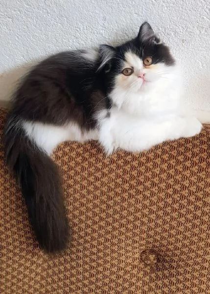 Dolce cucciola di persiani normotipici femmina  | Foto 2