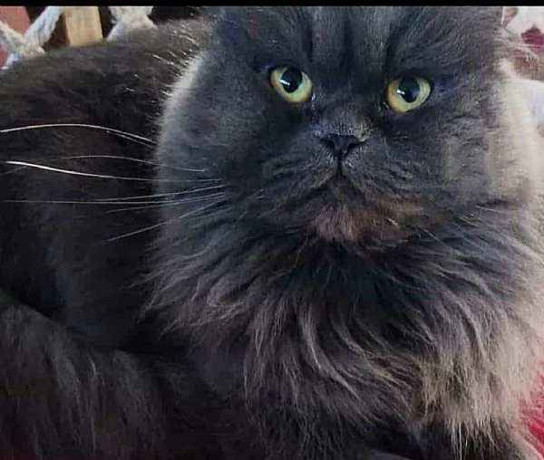 Dolce cucciola di persiani normotipici femmina  | Foto 0