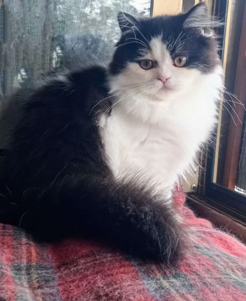 Cucciola di persiani normotipo 