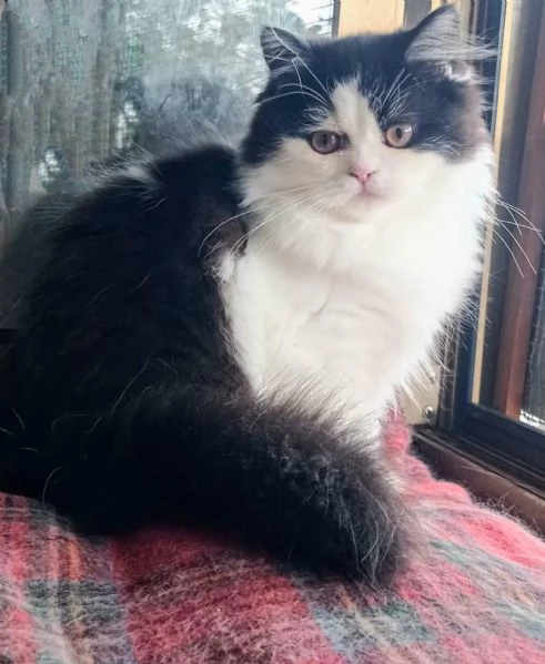 Cucciola di persiani normotipo  | Foto 5