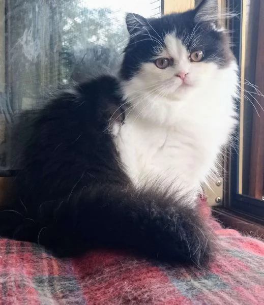 Cucciola di persiani normotipo  | Foto 4