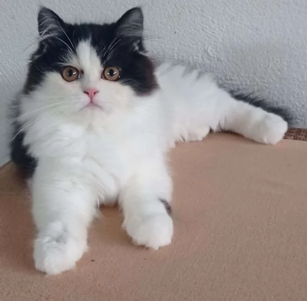 Cucciola di persiani normotipo  | Foto 3