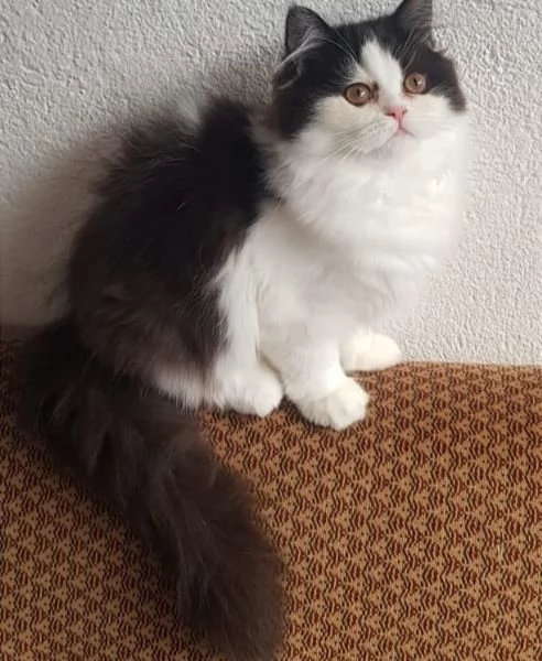 Cucciola di persiani normotipo  | Foto 2