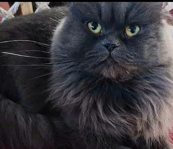 Cucciola di persiani normotipo  | Foto 1