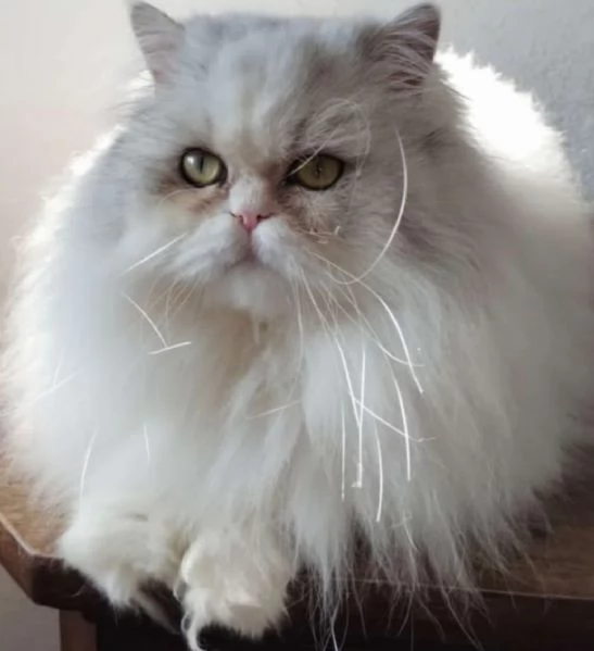 Cucciola di persiani normotipo  | Foto 0