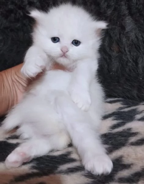 Gattina persiana normotipo | Foto 5