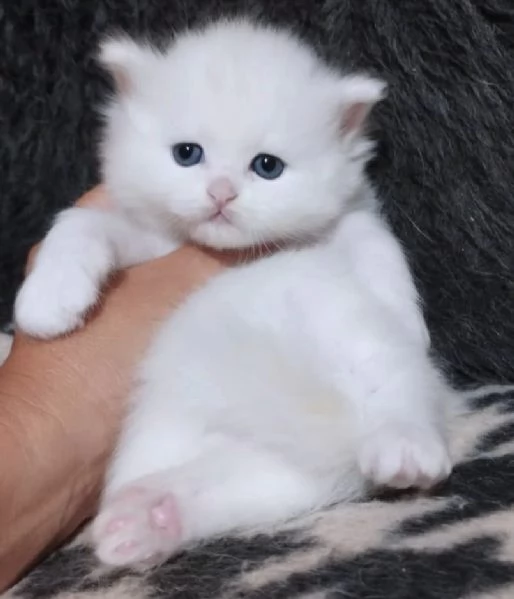 Gattina persiana normotipo | Foto 4