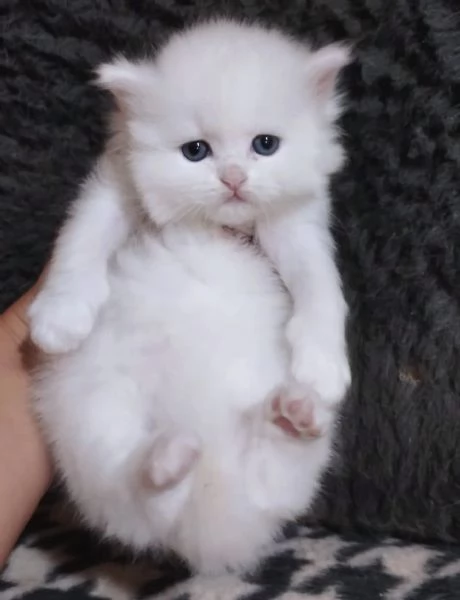 Gattina persiana normotipo | Foto 3