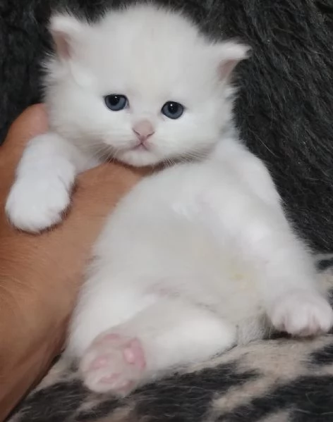 Gattina persiana normotipo | Foto 2
