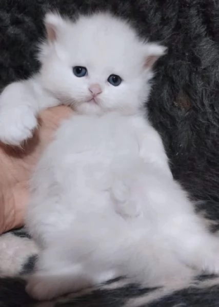 Gattina persiana normotipo