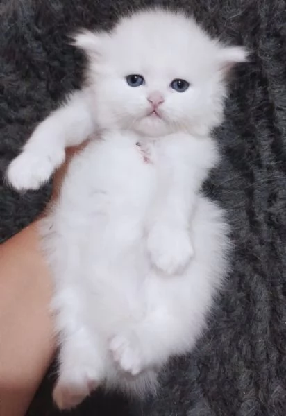 Gattina persiana normotipo | Foto 0