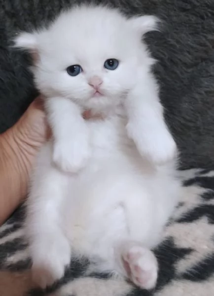 Cucciola di persiani normotipici  | Foto 1