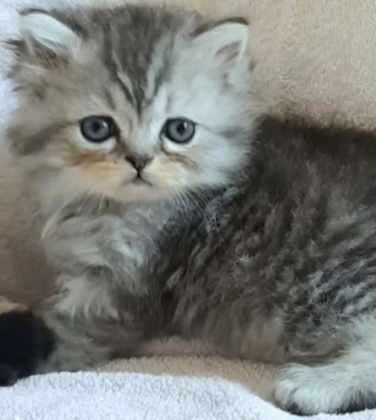 Gattino maschio persiano normotipico 