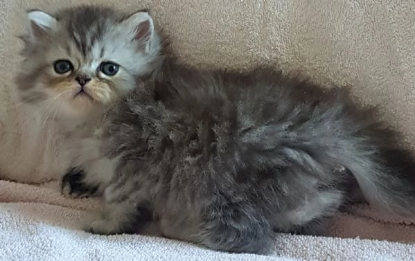 Gattino maschio persiano normotipico  | Foto 4