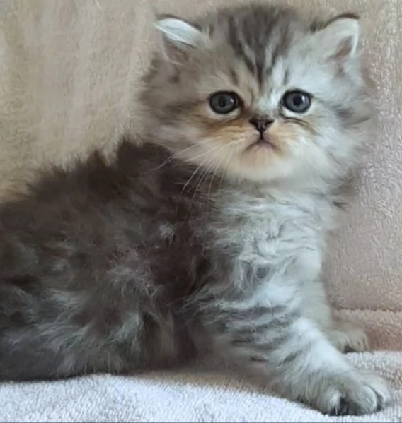 Gattino maschio persiano normotipico  | Foto 3